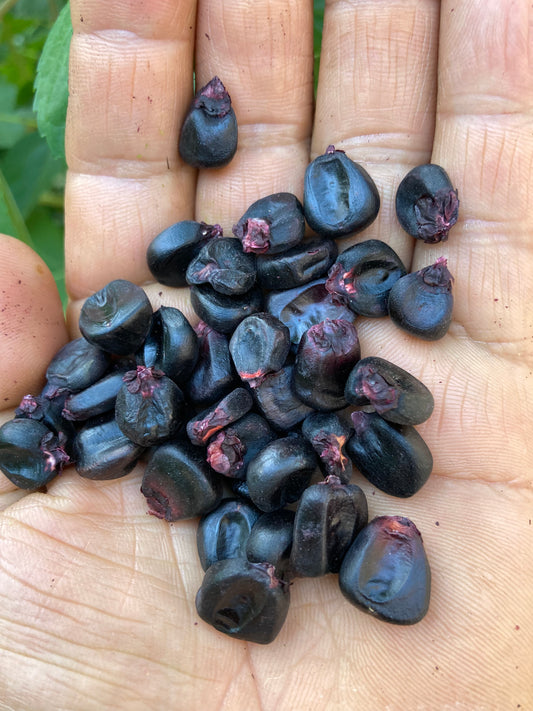 Peruvian Heirloom Purple Corn Maiz Morado Non GMO Seeds for Planting