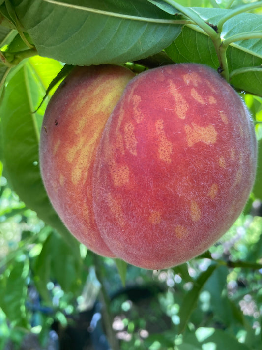 Low Chill Flordaprince Early Fruiting Grafted Peach Tree