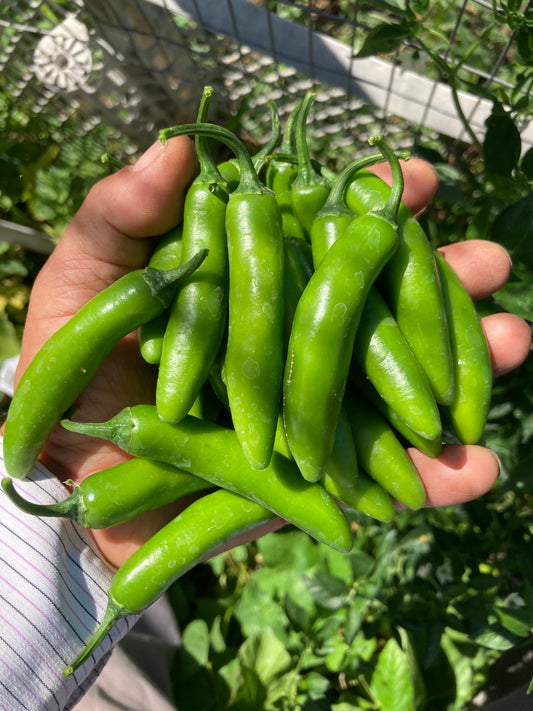 Heirloom Serrano Huasteco – Open - Pollinated, Organically Grown – Non GMO Live Plant