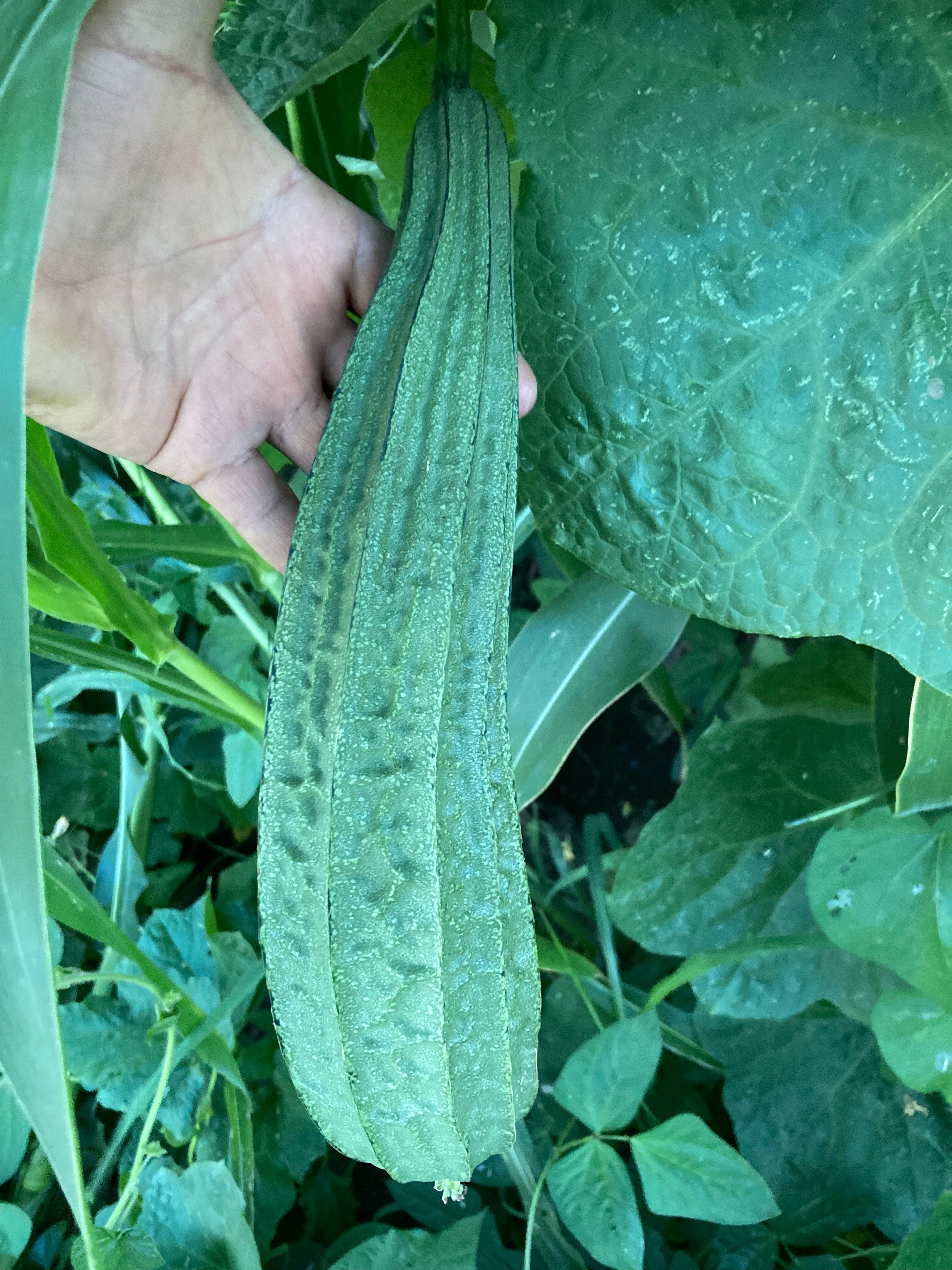 Angled Luffa, Loofa, Silk gourd, , Vegetable Sponge Gourd Luffa, Singu