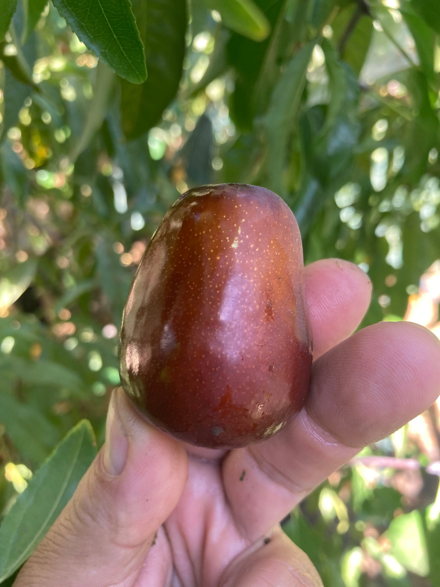 Lang Jujube Cutting Scion Wood