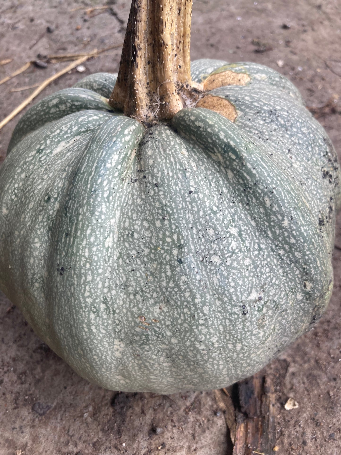 Gray Pumpkin (pepita) Heirloom Seeds Very Rare 10 Non GMO Seeds