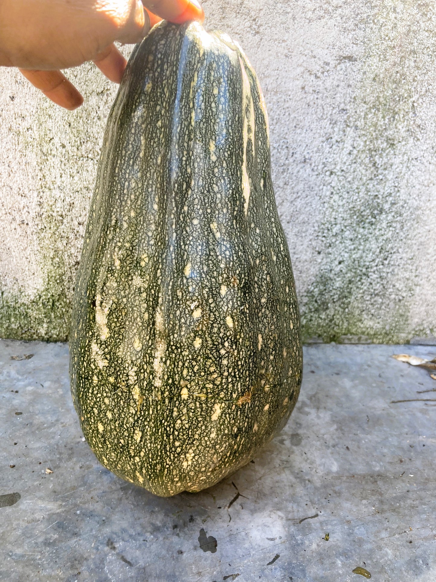 Long Speckled Green Pumpkin (pepita) Heirloom Very Rare 10 Non GMO Seeds