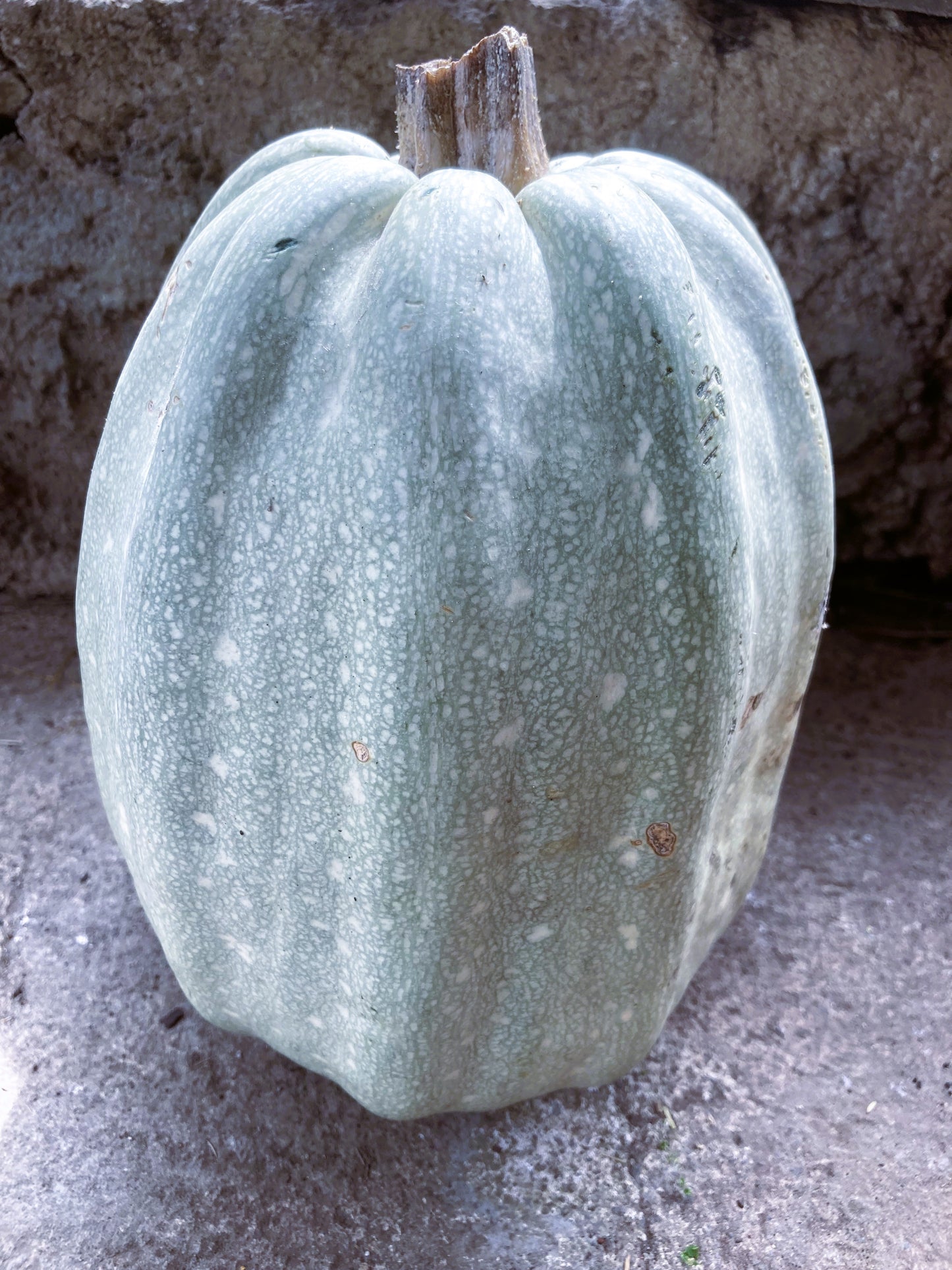 Long Gray Pumpkin (pepita) Heirloom Seeds Very Rare 10 Non GMO Seeds