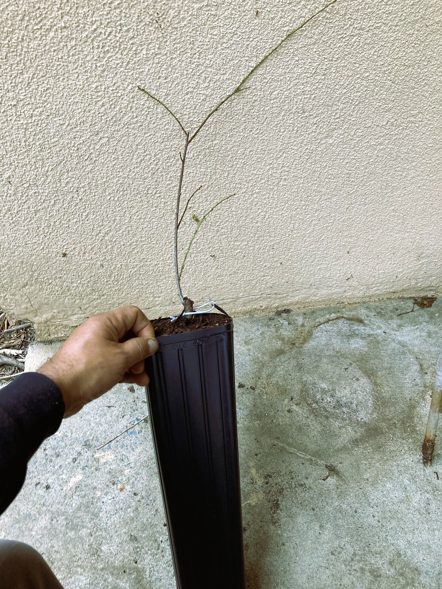 Grafted Late Santa Rosa Plum Tree
