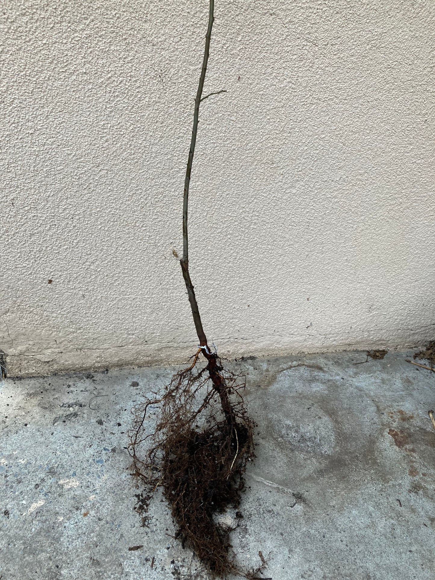 Bare Root, Grafted Elephant Heart Plum Tree