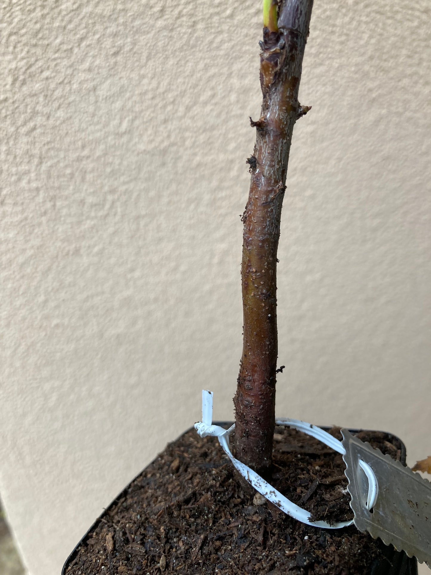 Low Chill Flordaprince Early Fruiting Grafted Peach Tree