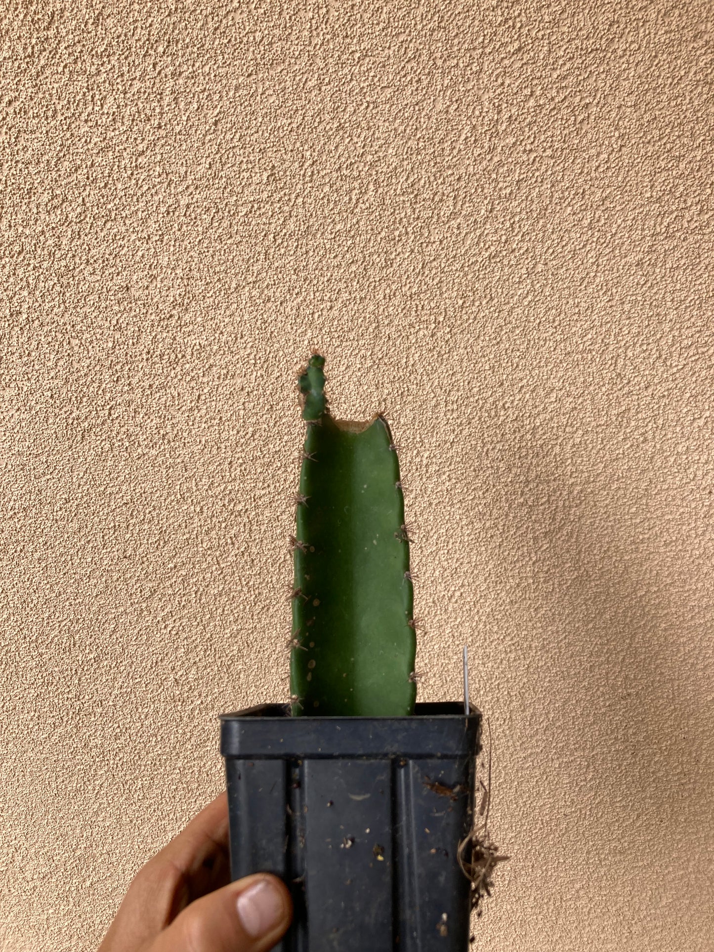 Cereus Peruvianus, Cereus Repandus peruano, corte de cactus de manzana
