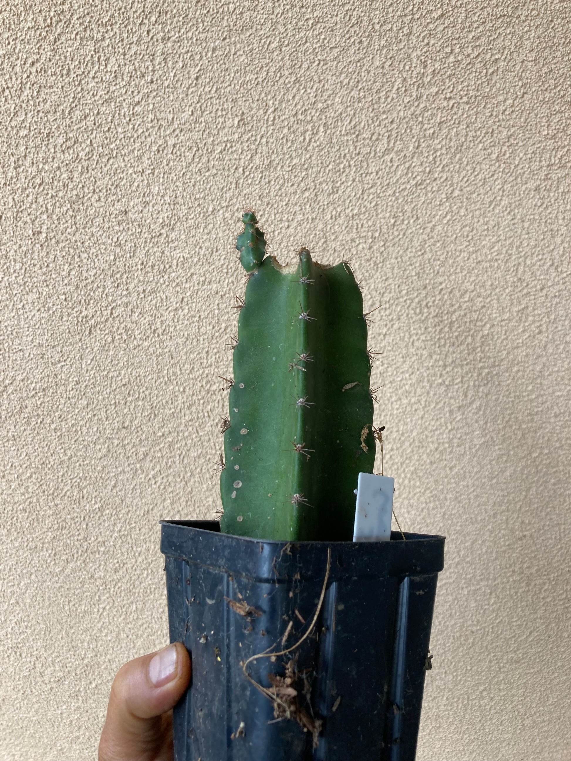 peruvian apple cactus vs san pedro Rooted Cereus Peruvianus, Manzana Peruana Peruvian, apple cactus Cutti