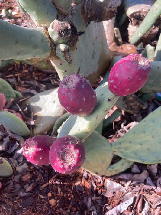 Cold Hardy Opuntia Red Tuna Prickly Pear Fruit Pad (cutting) (mostly Spineless)