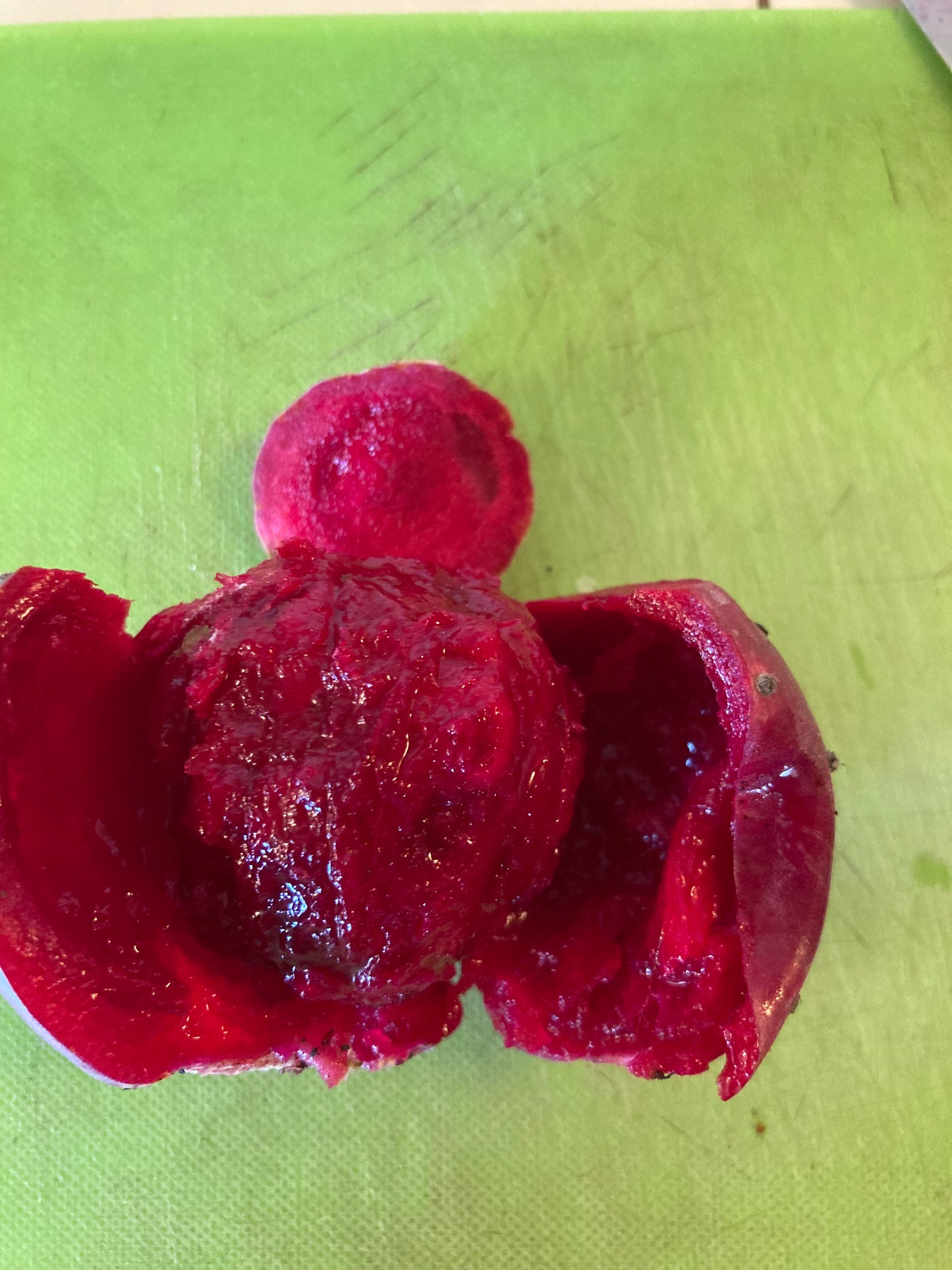 Cold Hardy Opuntia Red Tuna Prickly Pear Fruit Pad (cutting) (mostly Spineless)