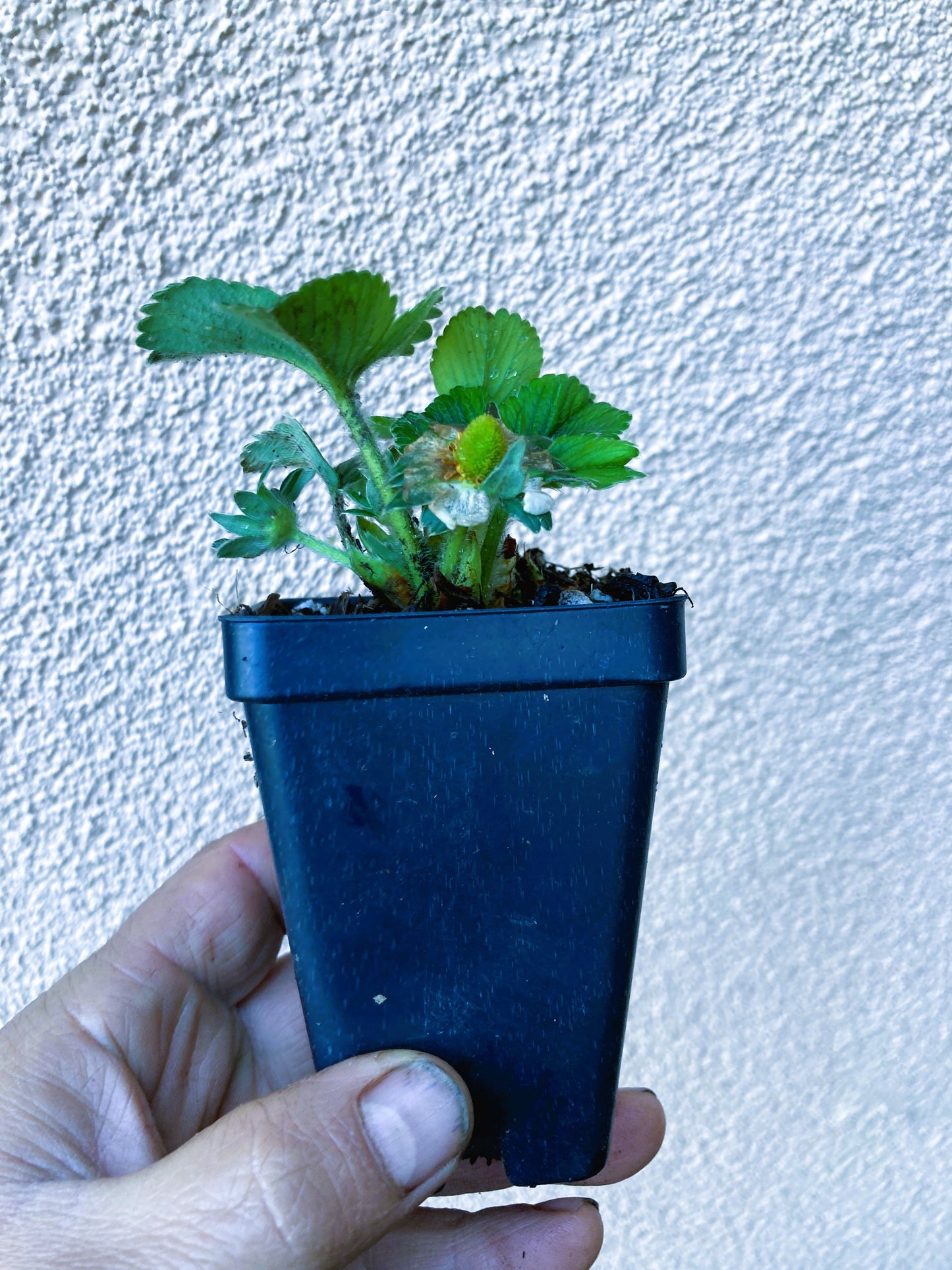 Eversweet (Ever Sweet) Everbearing Strawberry Live Starter Plant