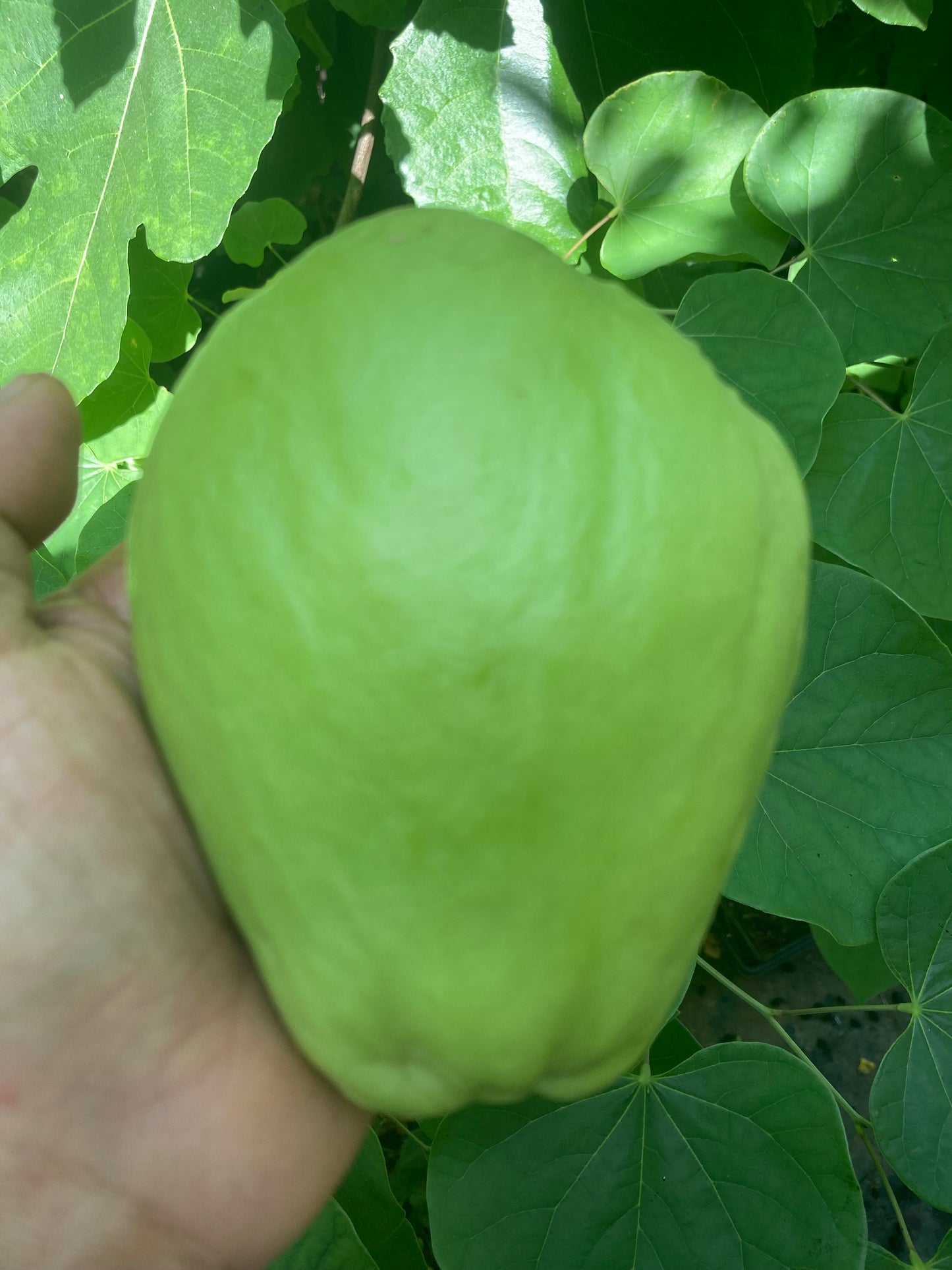 Chayote Squash (Chayote Liso) Bare Root Starter Live Plant