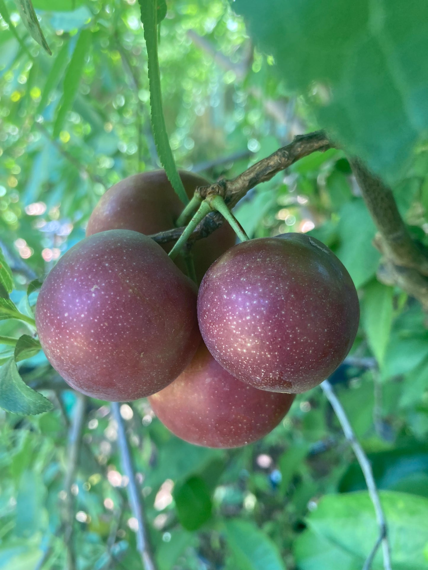 Bare Root, Grafted Burgundy Plum Tree