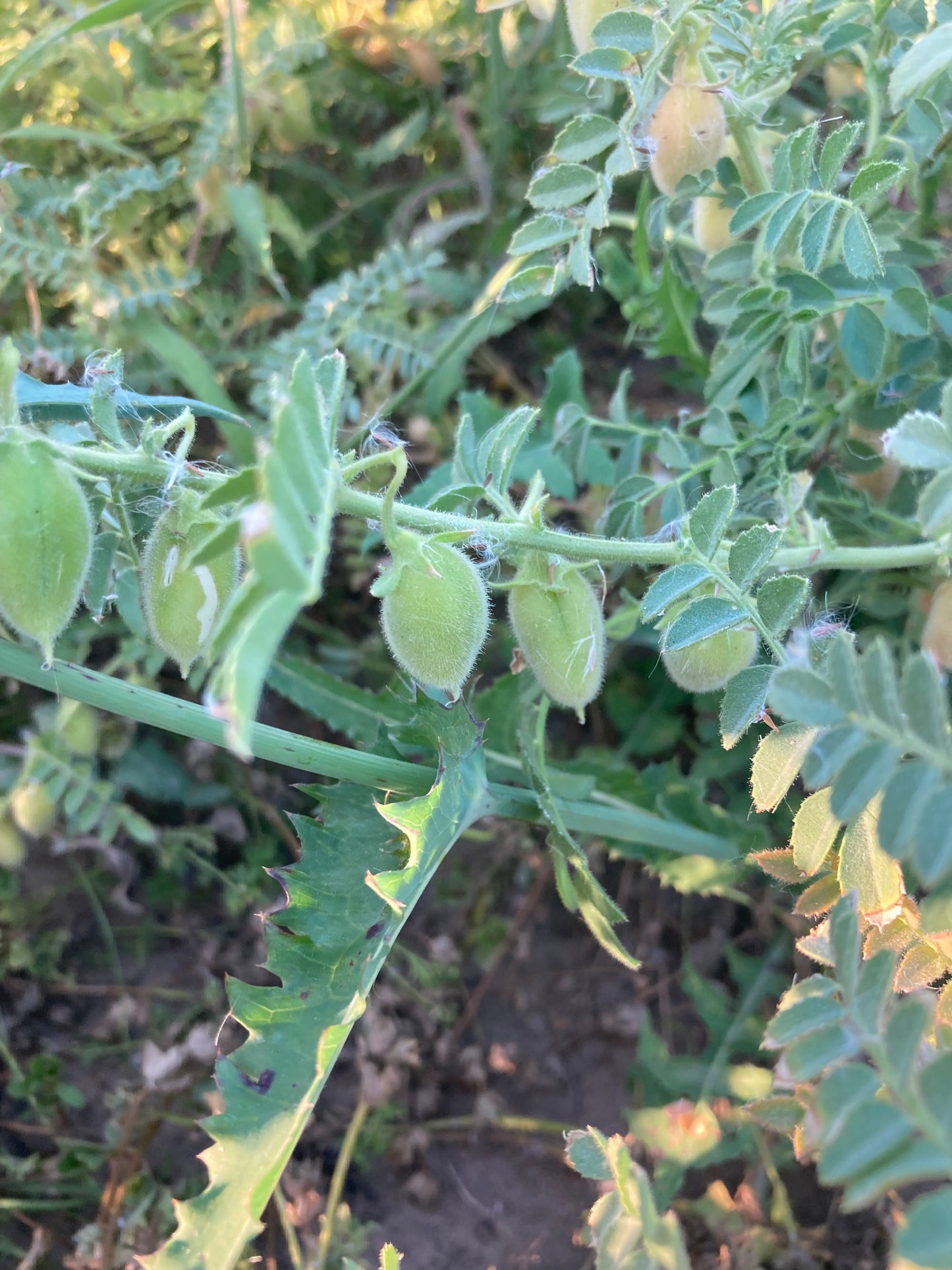 Garbanzo Porquero, Puerquero, Forragero Chickpea 50 Non GMO Heirloom Seeds