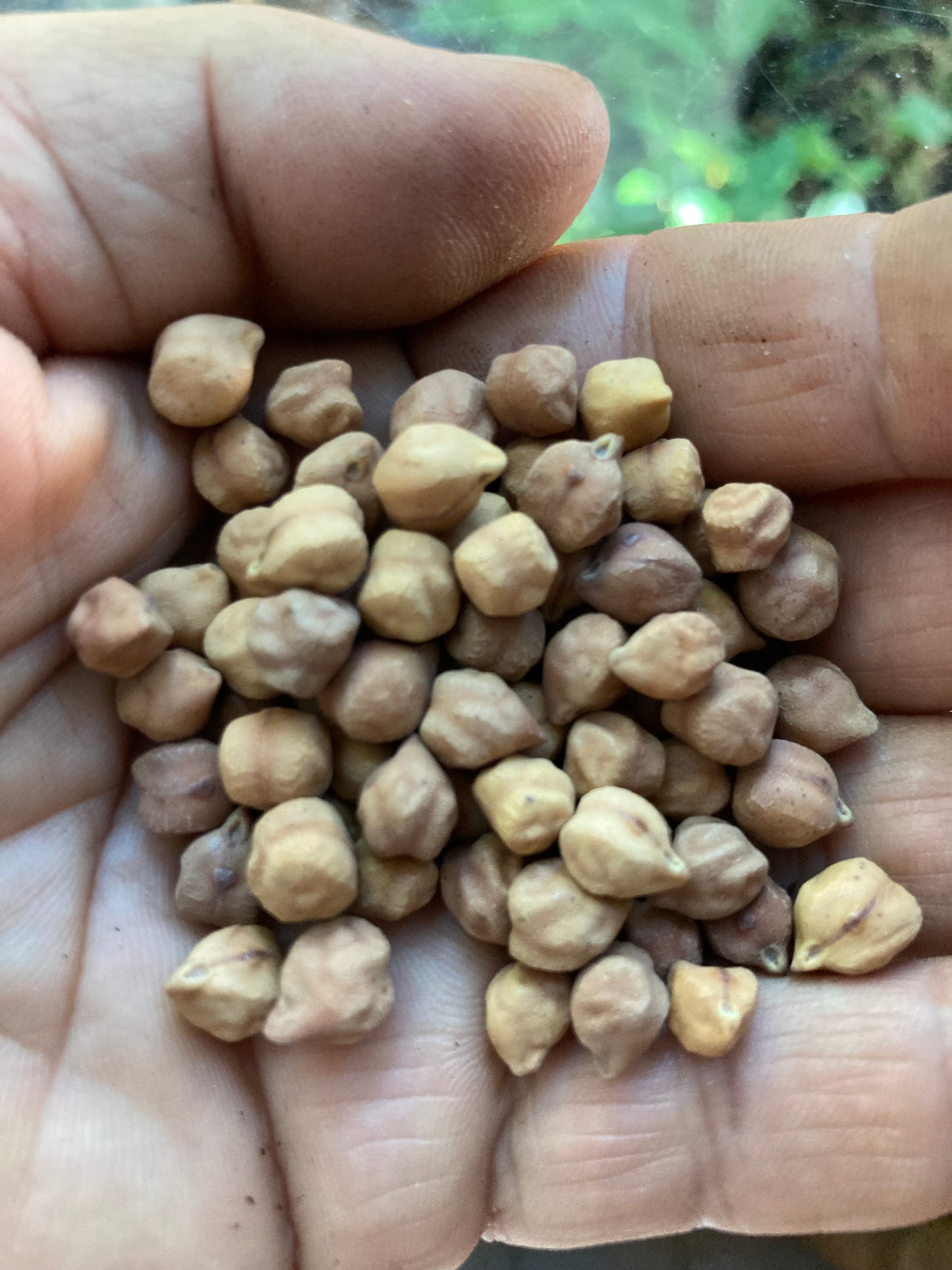 Rani Kala Chana, Desi Chick Peas, Garbanzo Porquero, Puerquero, Forragero Desi Chickpeas 50 Non GMO Heirloom Seeds