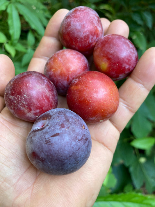 Prunus Americana, American Plum Scion, Cutting, Scionwood