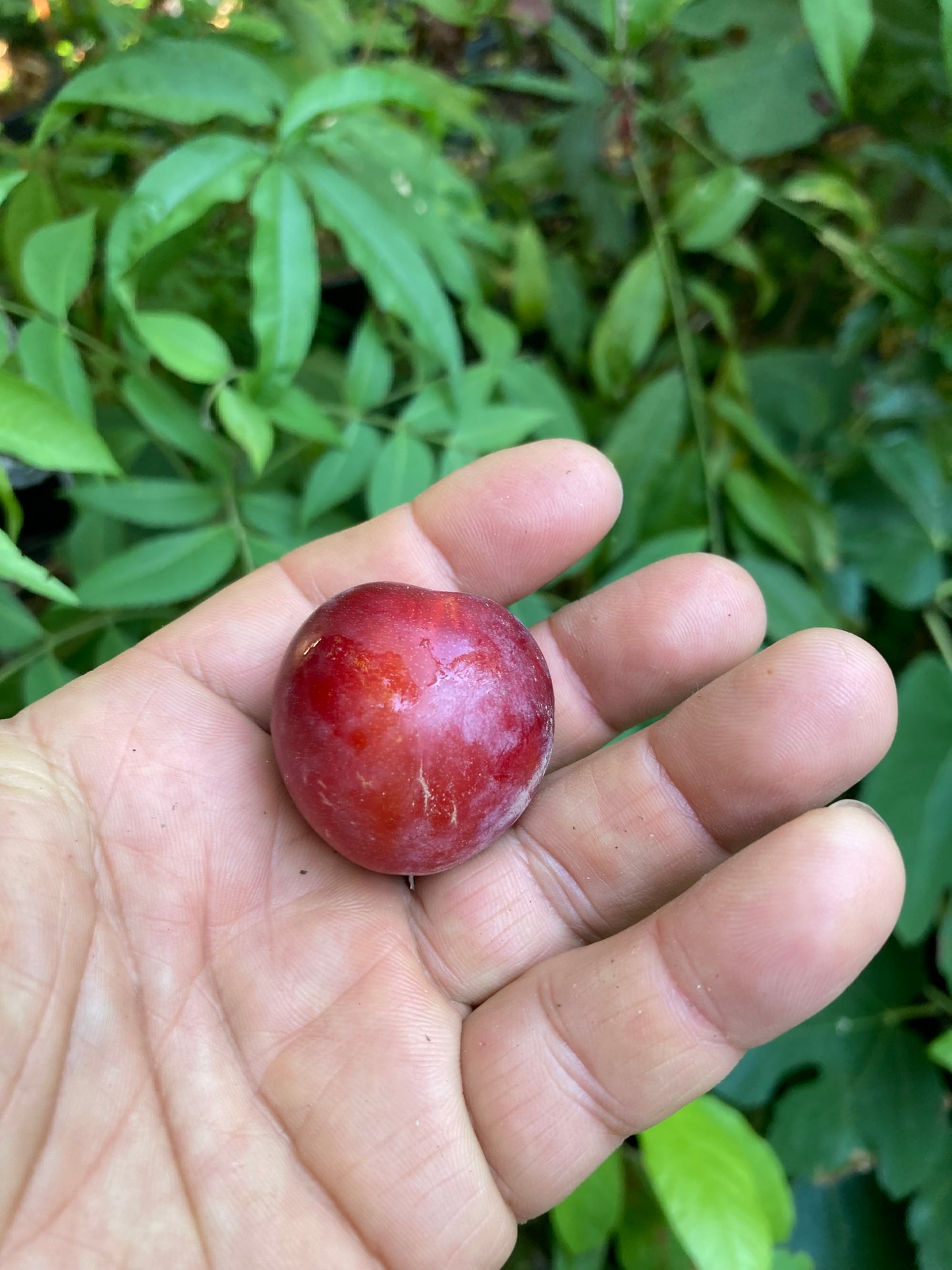 Prunus Americana, American Plum Scion, Cutting, Scionwood