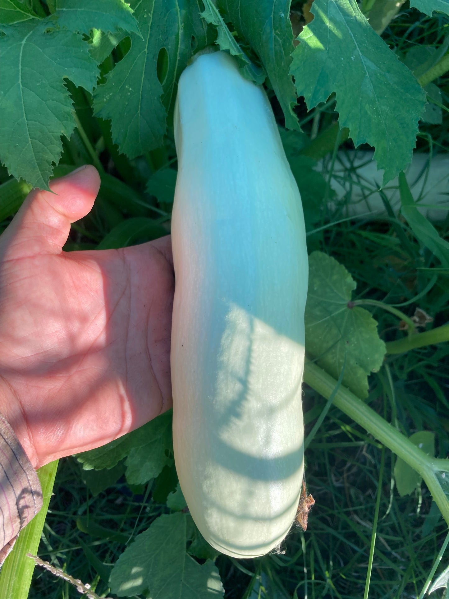 Zucchini Long White of Palermo – 10 Summer Squash Seeds (Organic)