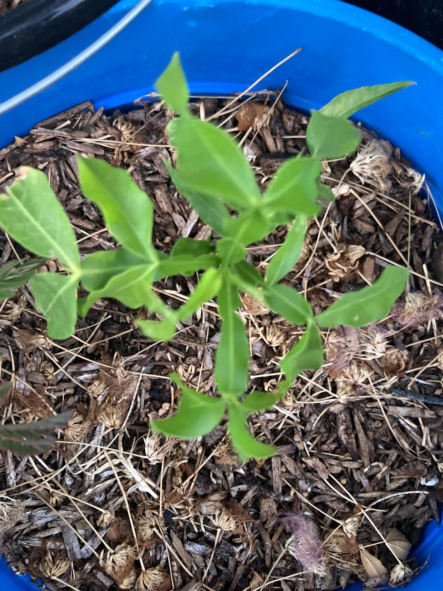 Rare Spanish Lime, Quenepa, Limoncillo, Mamoncillo, Mamón, Jocote Live Plant