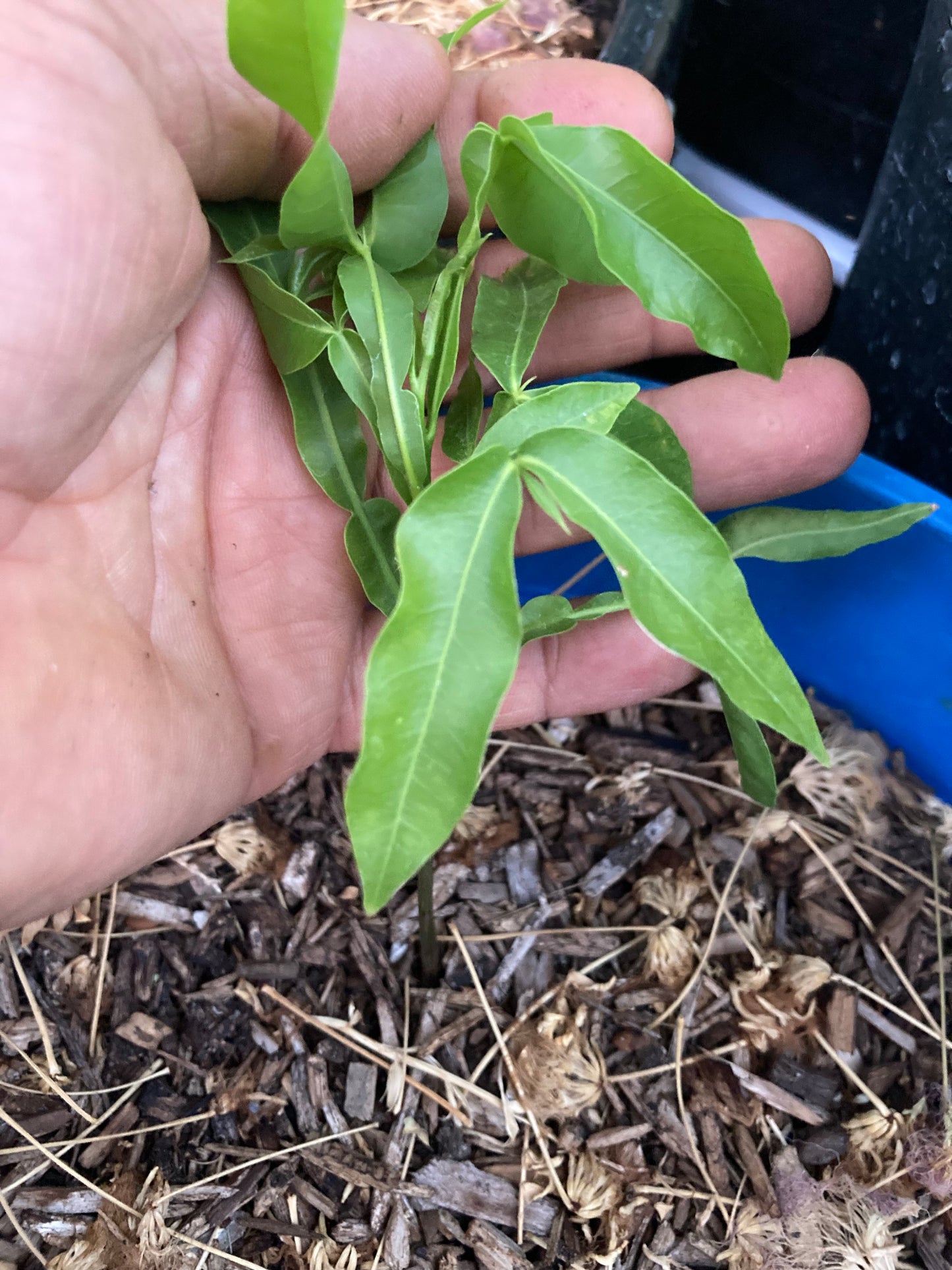 Rare Spanish Lime, Quenepa, Limoncillo, Mamoncillo, Mamón, Jocote Live Plant