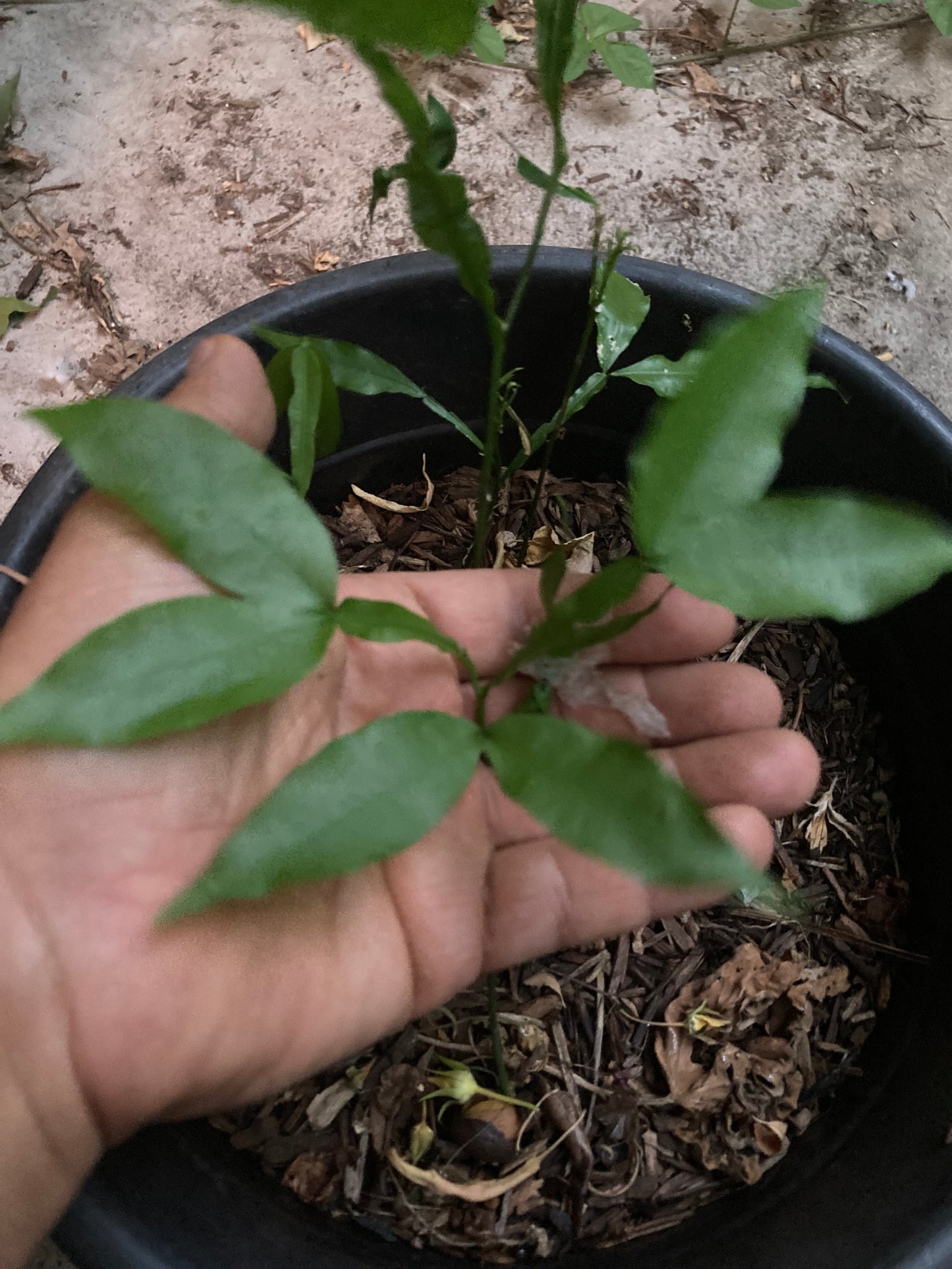 Rare Spanish Lime, Quenepa, Limoncillo, Mamoncillo, Mamón, Jocote Live Plant