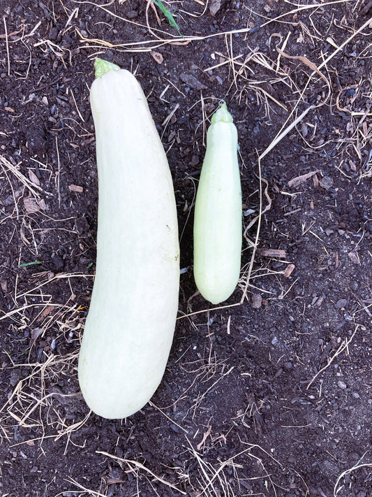 Zucchini Long White of Palermo – 10 Summer Squash Seeds (Organic)