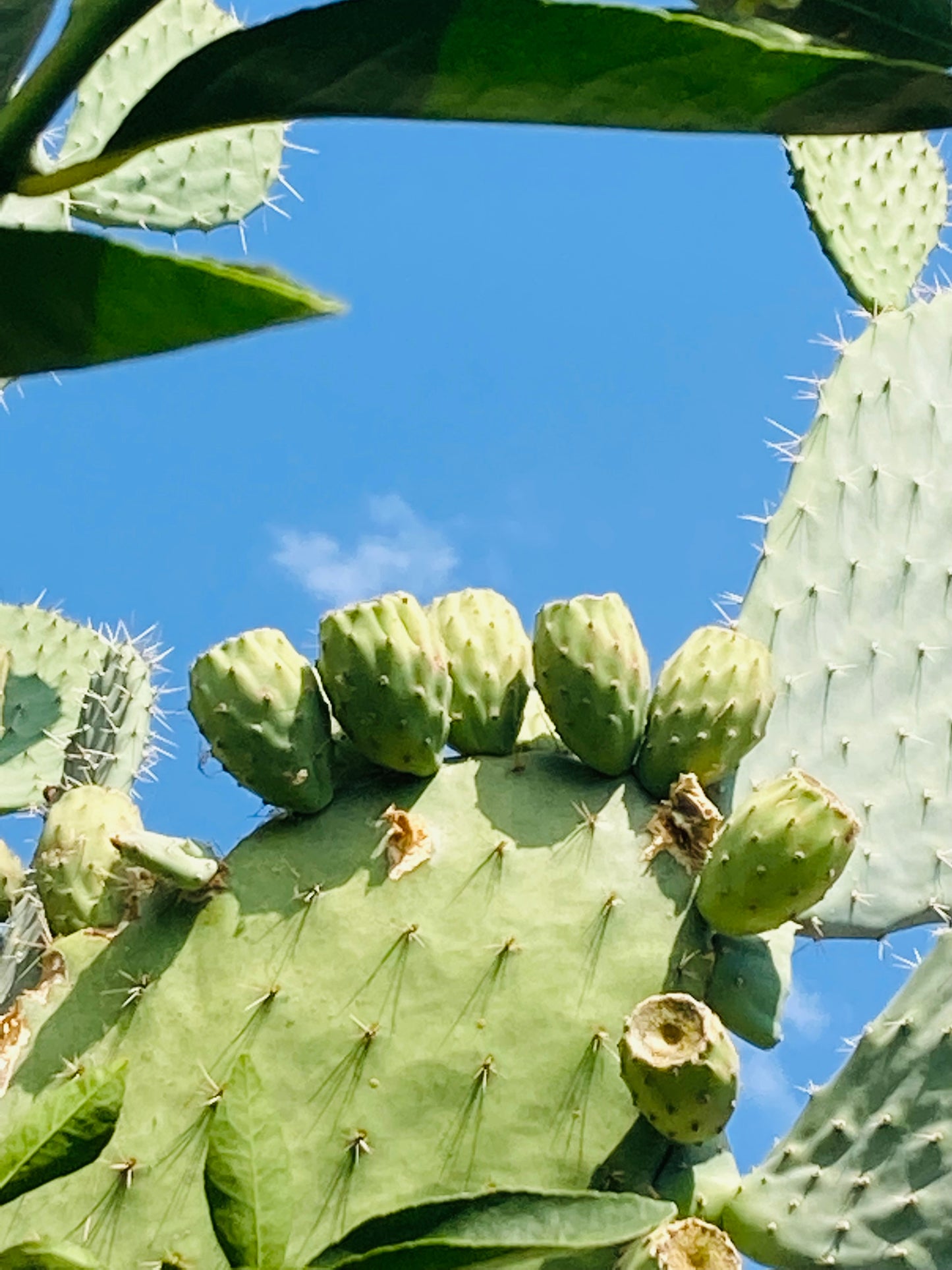 Opuntia Xoconostle, Opuntia Matudae Pad Cutting Orange Tuna fruta de tuna