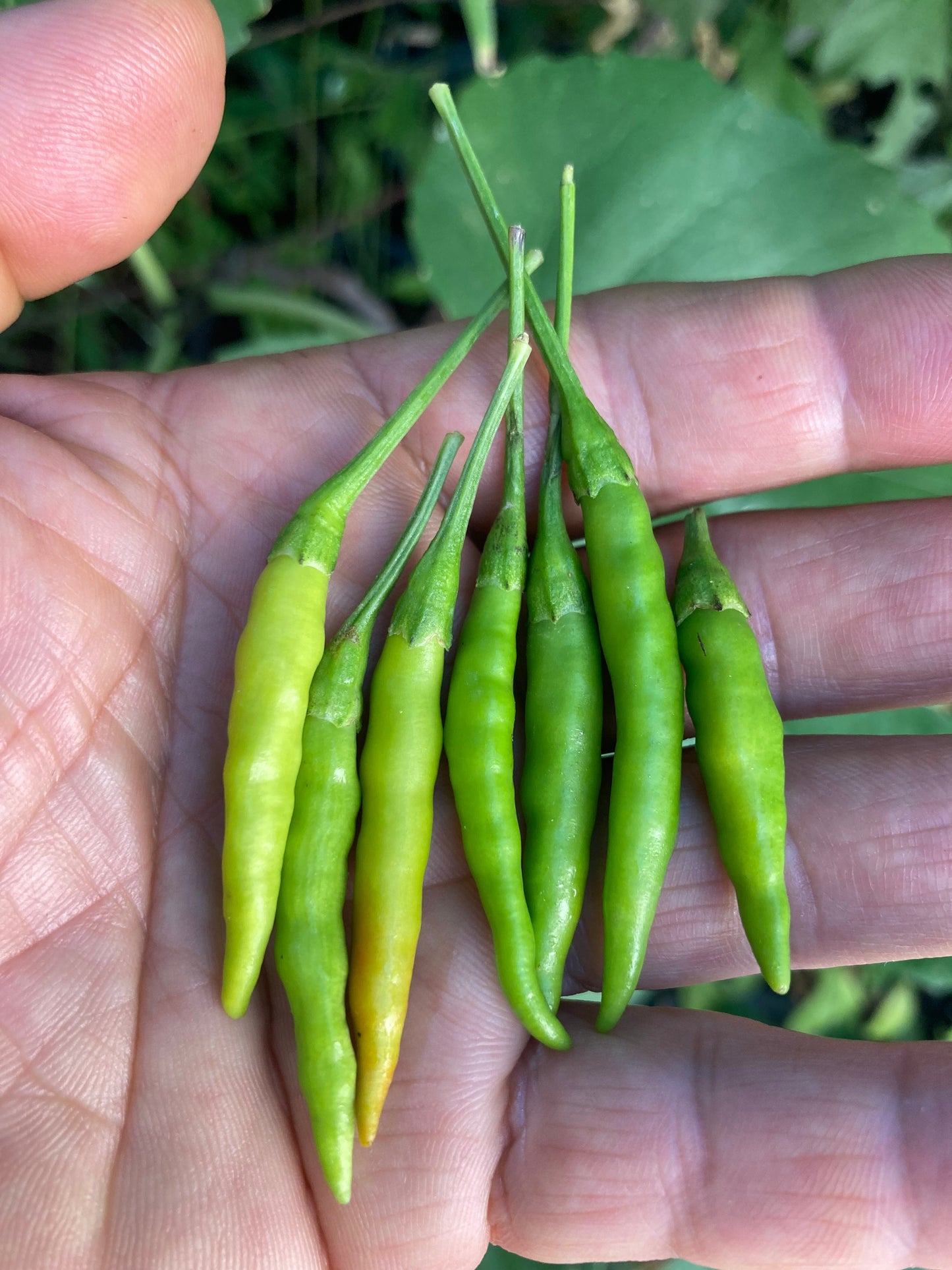 ớt xiêm rừng, Ot Xiem Rung Vietnam's Prolific Bird's Eye Hot Pepper 50 Non GMO Seeds