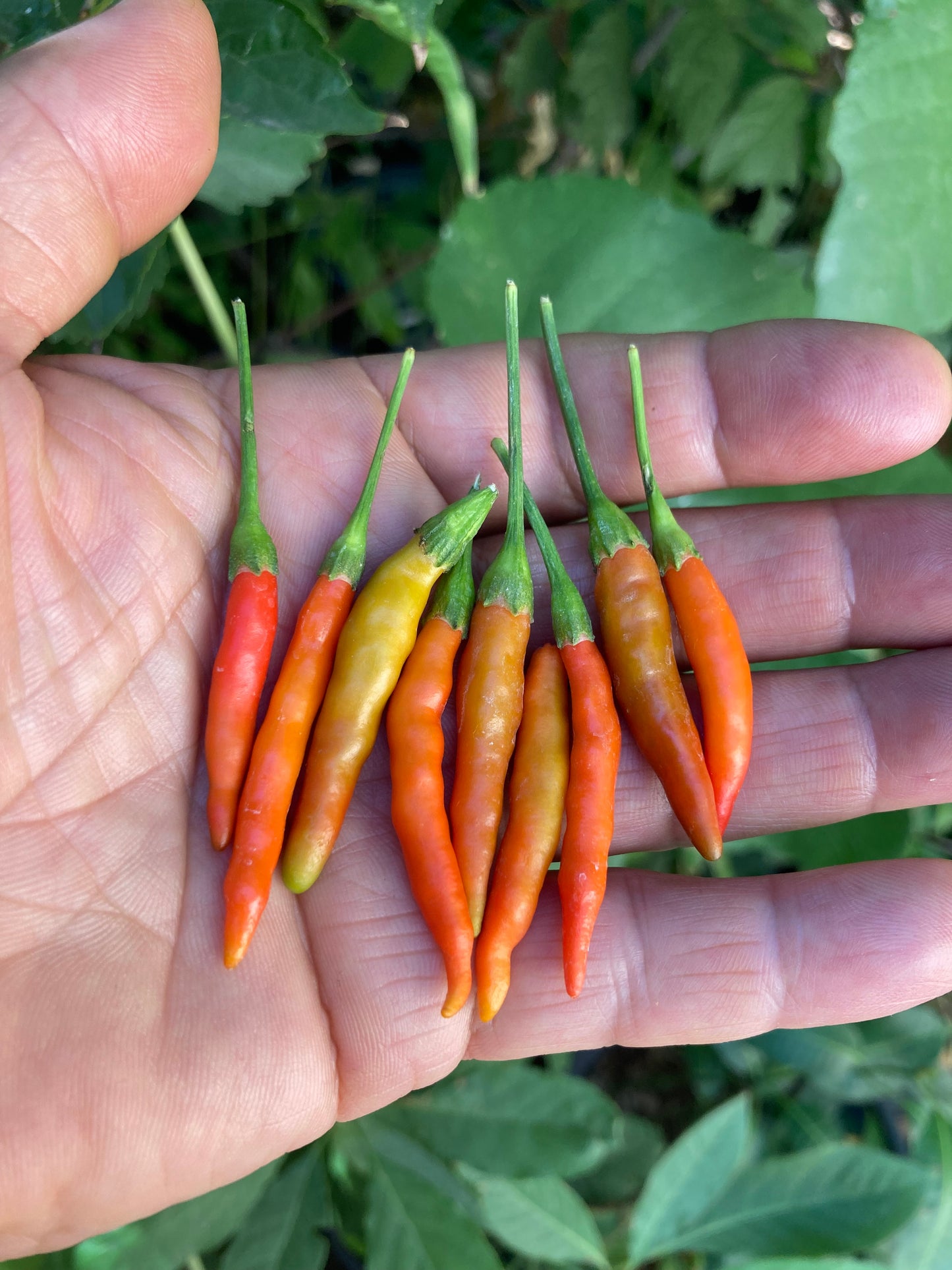 ớt xiêm rừng, Ot Xiem Rung Vietnam's Prolific Bird's Eye Hot Pepper 50 Non GMO Seeds