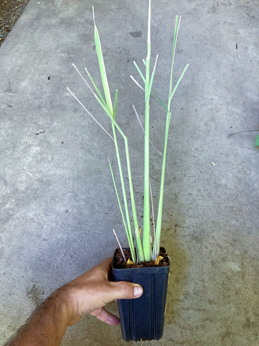 lemongrass, Lemon Grass Live Starter Plant