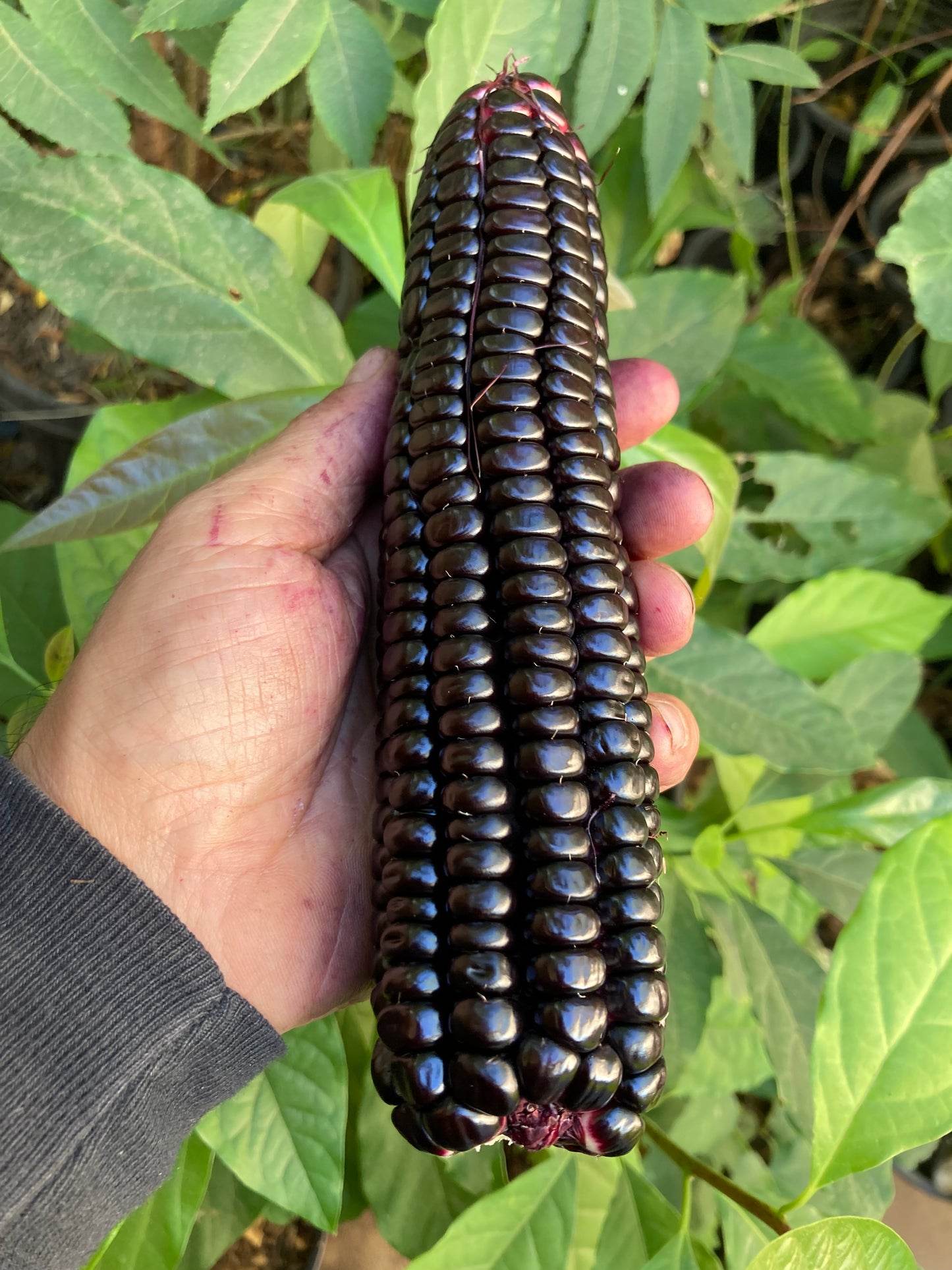 Peruvian Heirloom Purple Corn Maiz Morado Non GMO Seeds for Planting