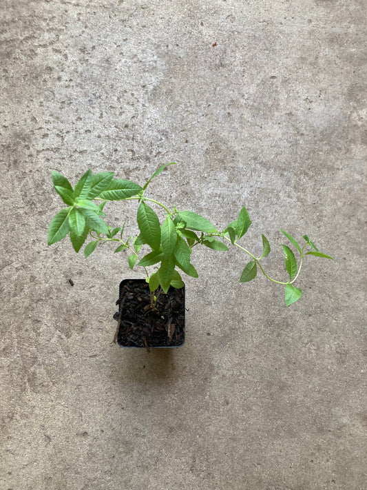 Lemon Beebrush, Aloysia citrodora, Lemon verbena de Limon, Live Herb Plant