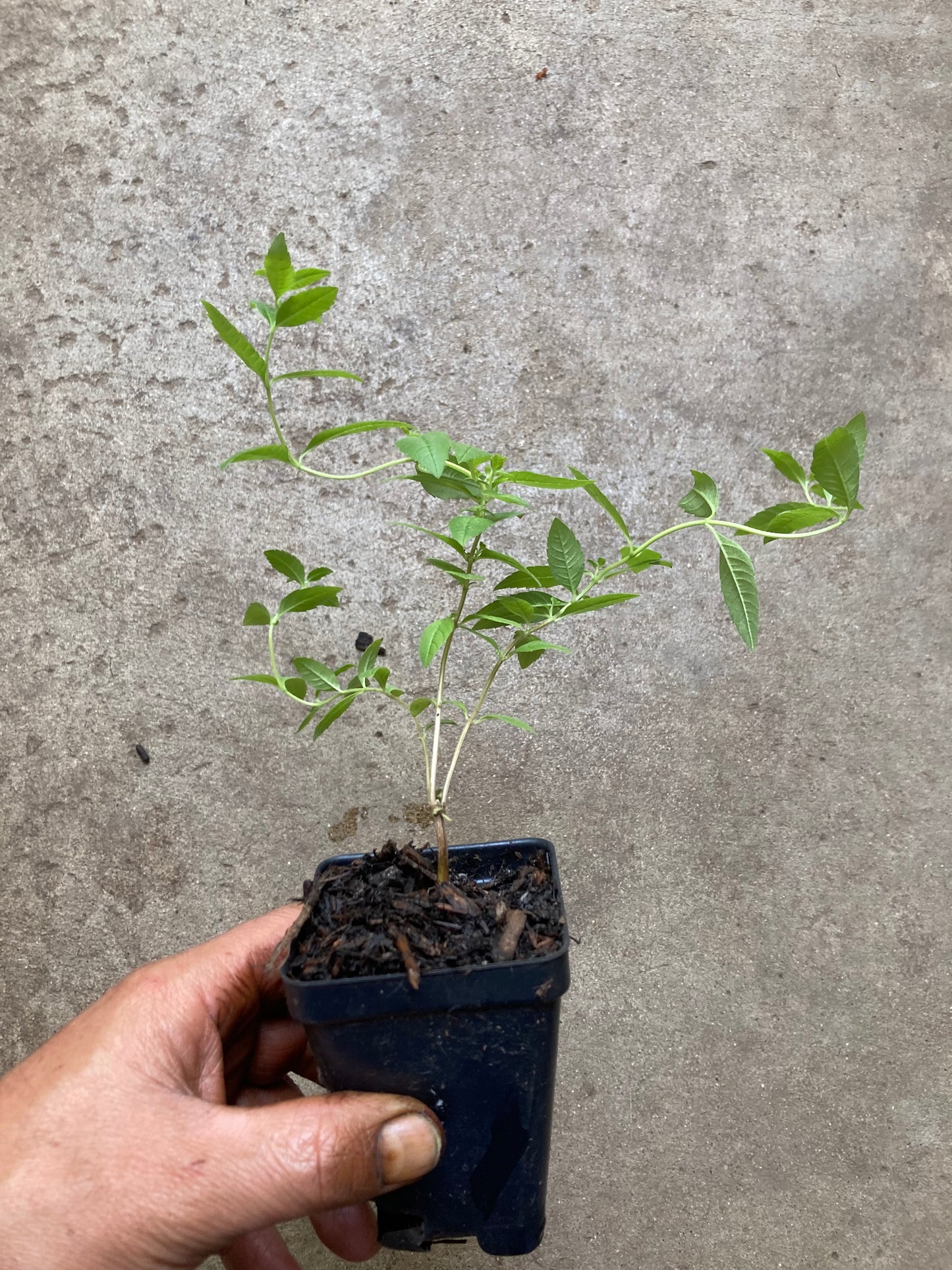 Lemon Beebrush, Aloysia citrodora, Lemon verbena de Limon, Live Herb Plant