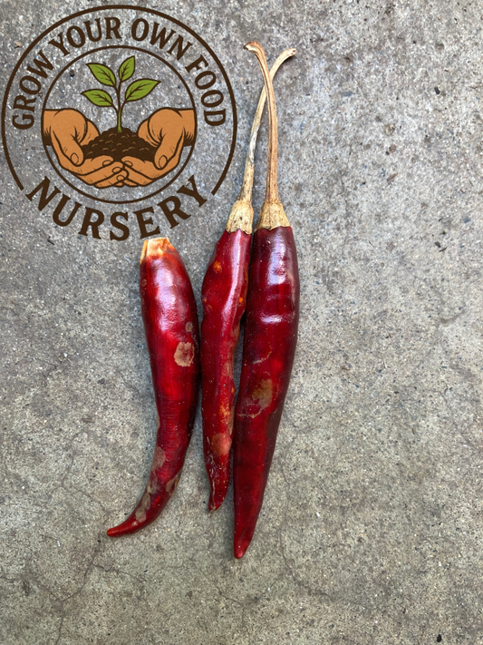 Hot Mexican Chili Pepper Planta viva en maceta de 3.5"