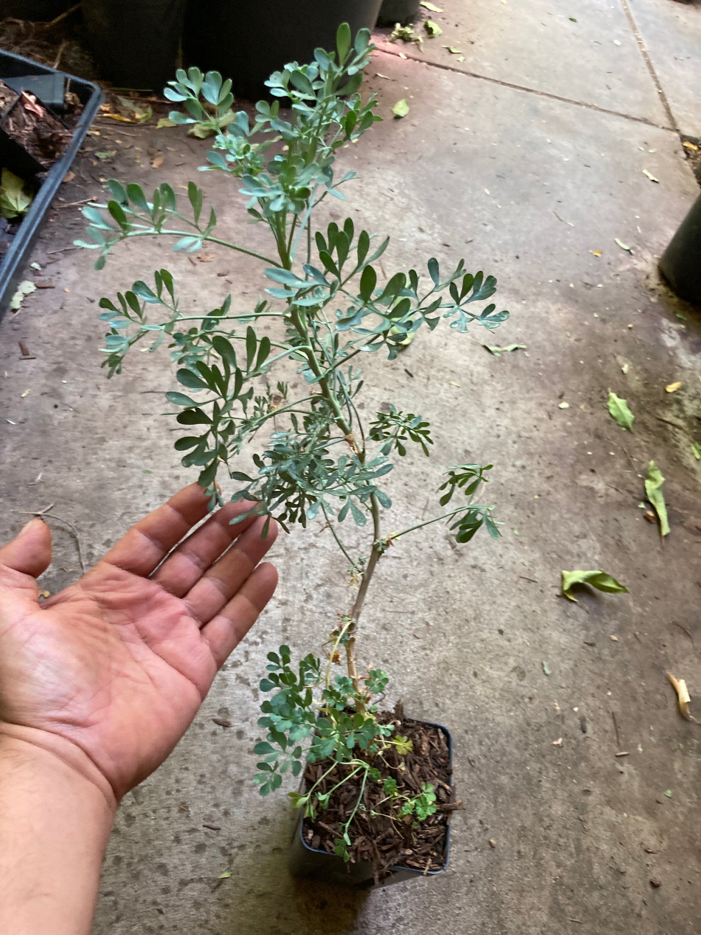 Rue, Ruta Graveolens, Ruda, Hierba de la Gracia Planta Viva