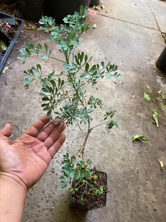 Rue, Ruta Graveolens, Ruda, Hierba de la Gracia Planta Viva