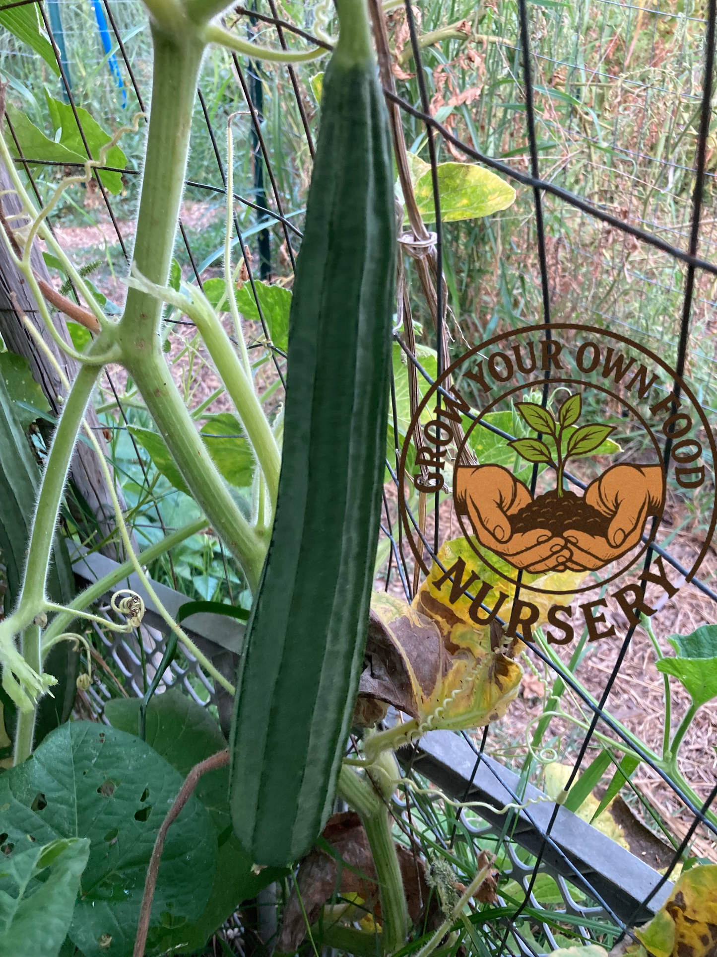 Open Pollinated Heirloom Angled Luffa, Loofah (luffa acutangula) 10 Non GMO Seeds