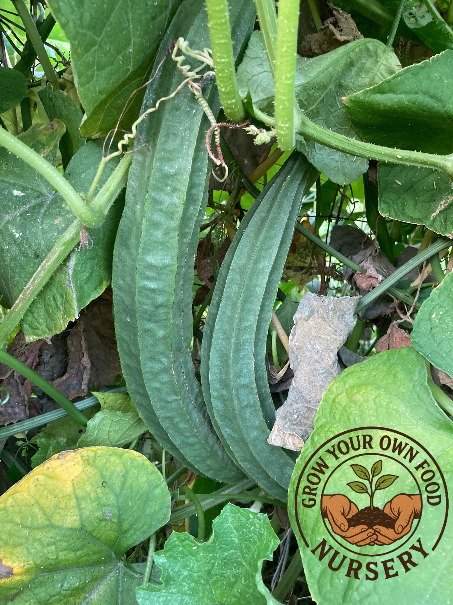 Open Pollinated Heirloom Angled Luffa, Loofah (luffa acutangula) 10 Non GMO Seeds
