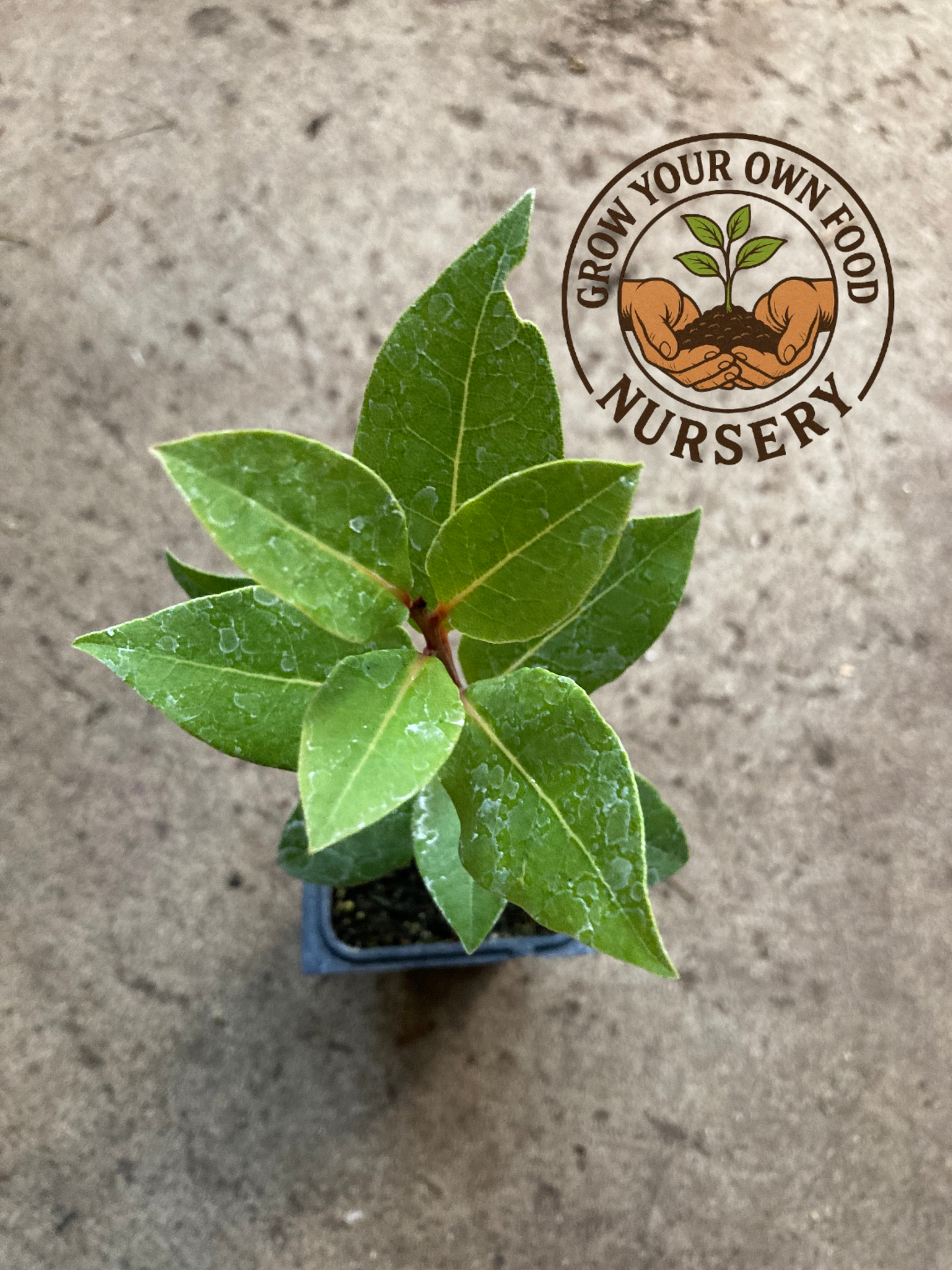 Laurus nobilis, Bay Leaf Tree, Bay Laurel, Sweet Bay, Laurel Especia Live Plant