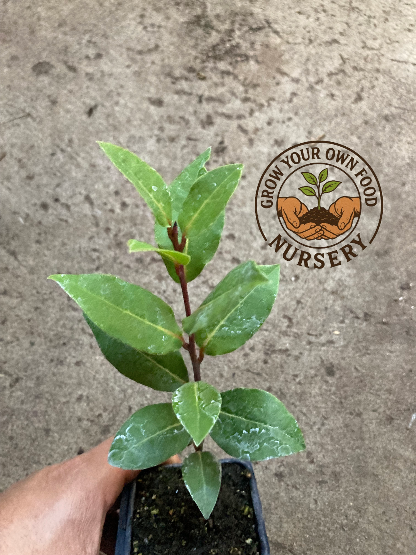 Laurus nobilis, Bay Leaf Tree, Bay Laurel, Sweet Bay, Laurel Especia Live Plant