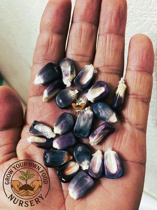 Open Pollinated,Heirloom Mexican Blue Corn, Semilla de Maiz Azul 50 Non GMO Seeds