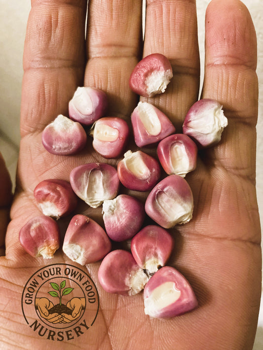 Open Pollinated,Heirloom Hominy Corn, Semilla de Elote Pozolero 50 Non GMO Seeds