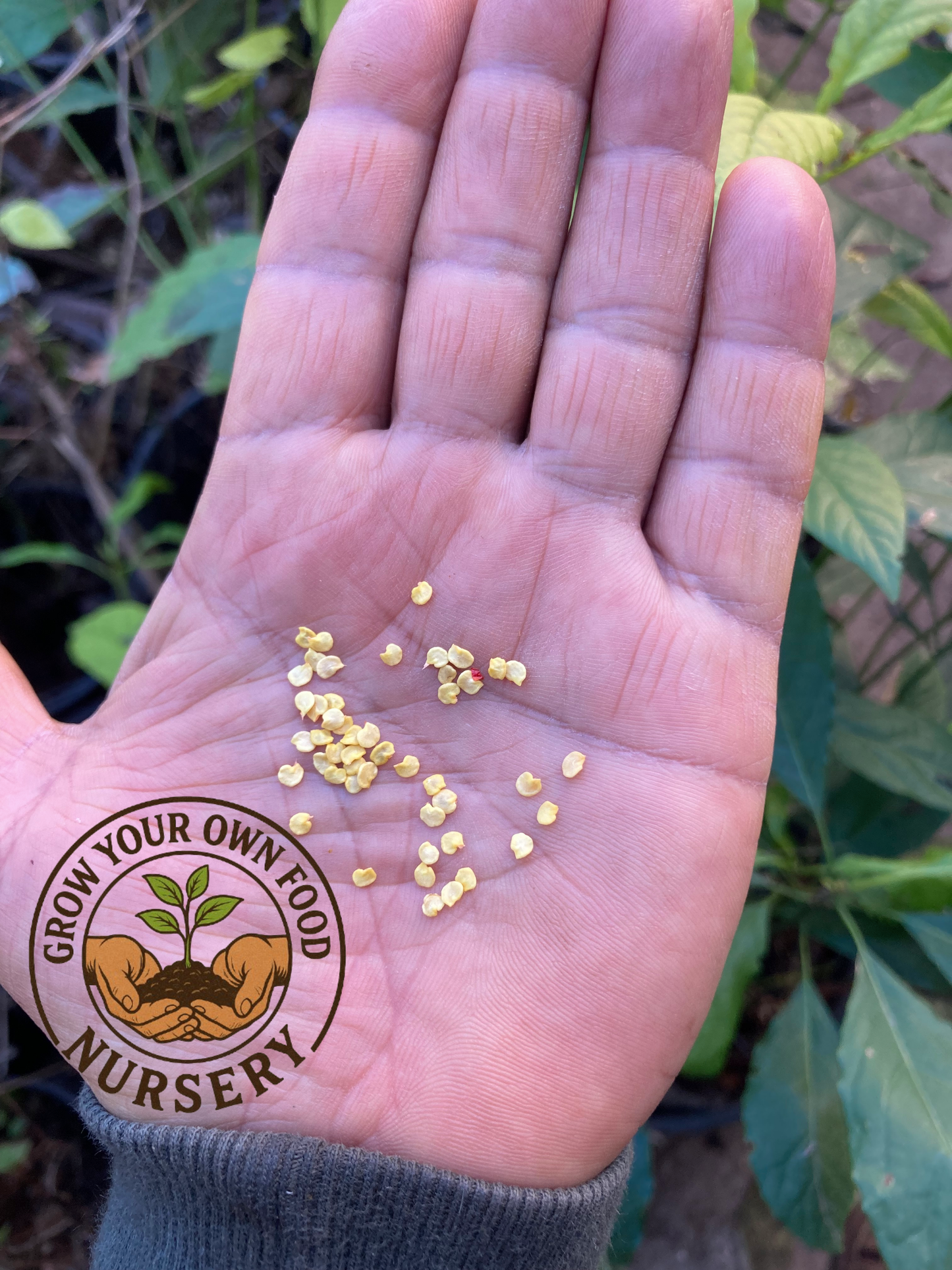 Open Pollinated Chiltepin, (chile tepin) Chile Bolita Hot Pepper Rare Non GMO 50 Seeds