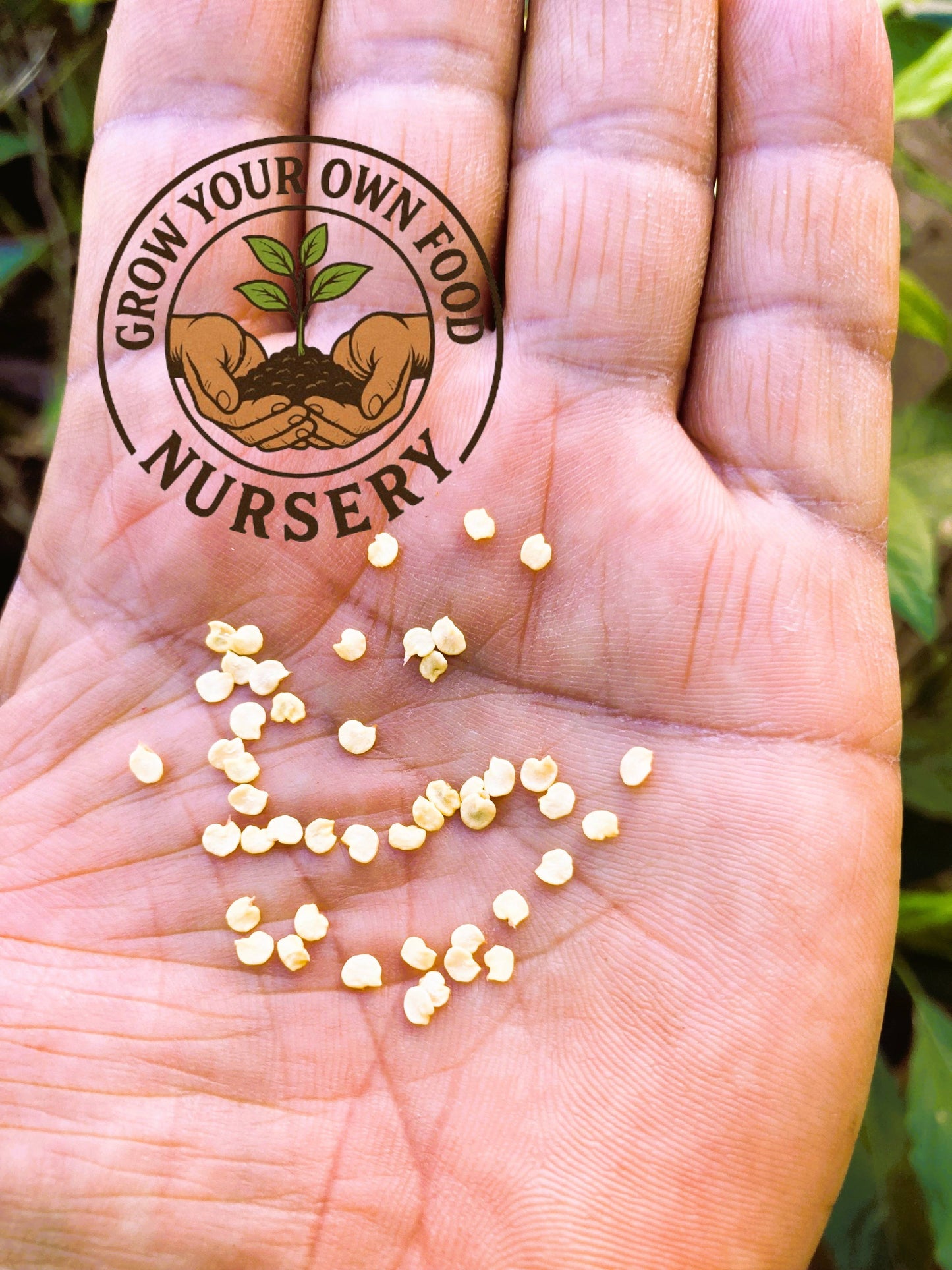 Open Pollinated Chiltepin (chile tepin) Heirloom Hot Pepper Heirloom 50 Non GMO Seeds