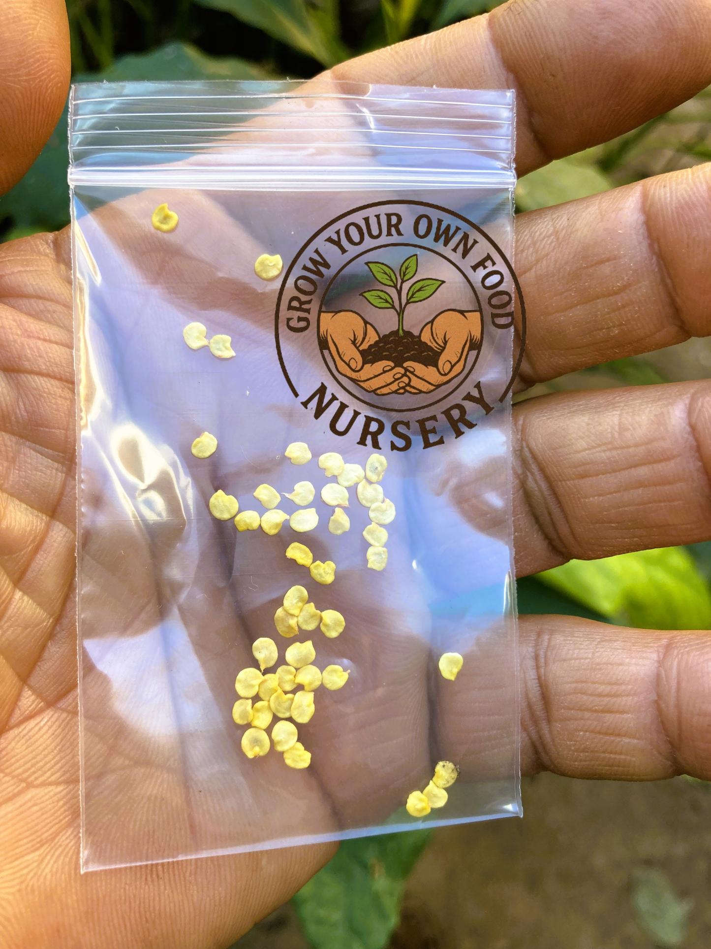 Open Pollinated Chiltepin (chile tepin) Heriloom Hot Pepper Non GMO 50 Seeds