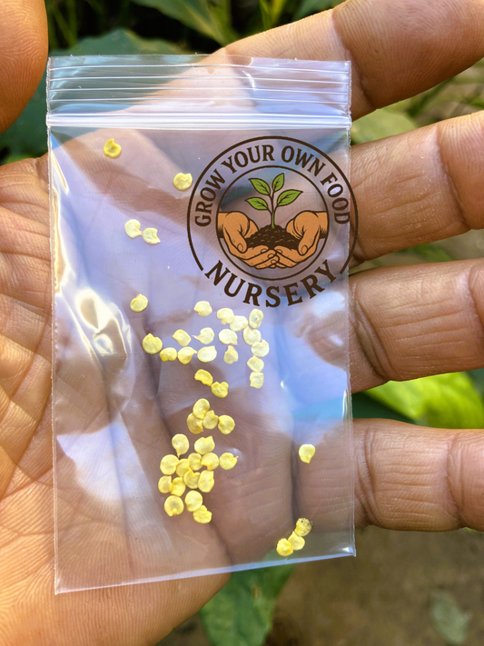 Open Pollinated Chiltepin (chile tepin) Heriloom Hot Pepper Non GMO 50 Seeds