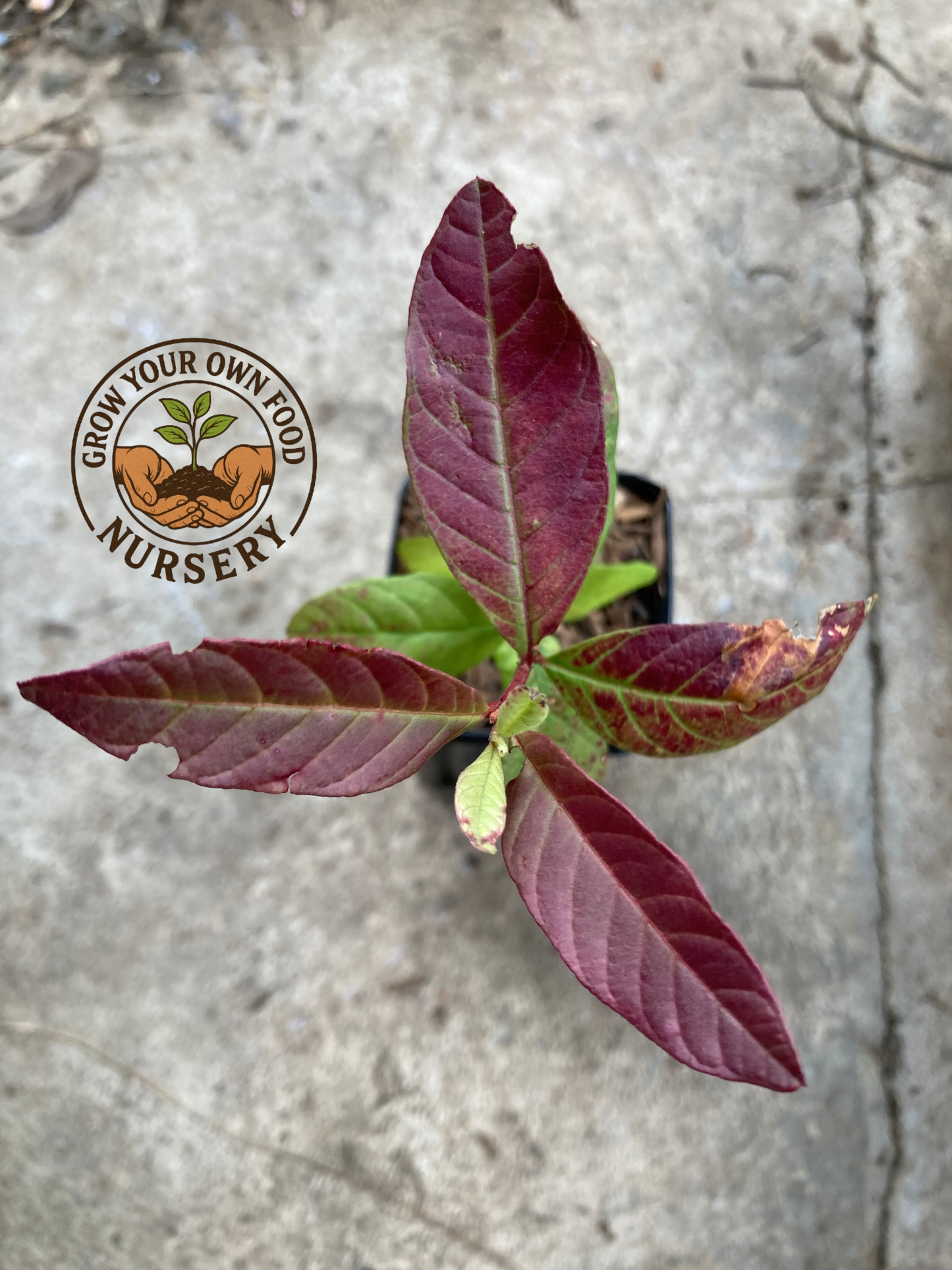 White Guava Live Plant