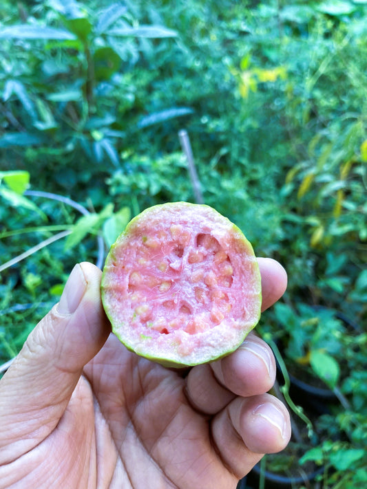 Pink Guava 1-2 Feet Tall Live Plant