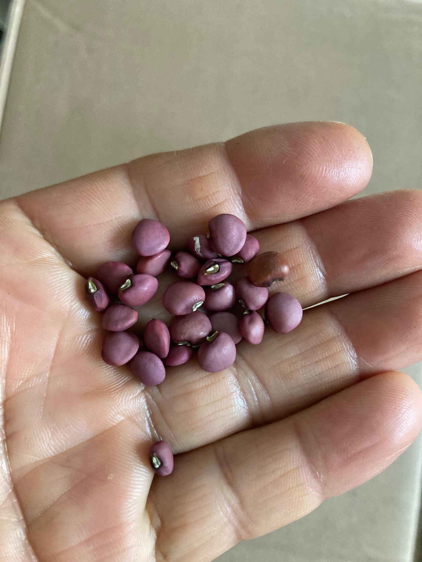 Red Ripper Southern Pea (Cowpea) Heat Tolerant, Very Productive 50 Non GMO Seeds